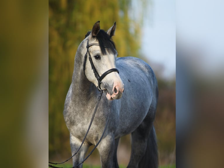 Westfalisk häst Hingst 3 år 167 cm Grå in Dunaújvàros
