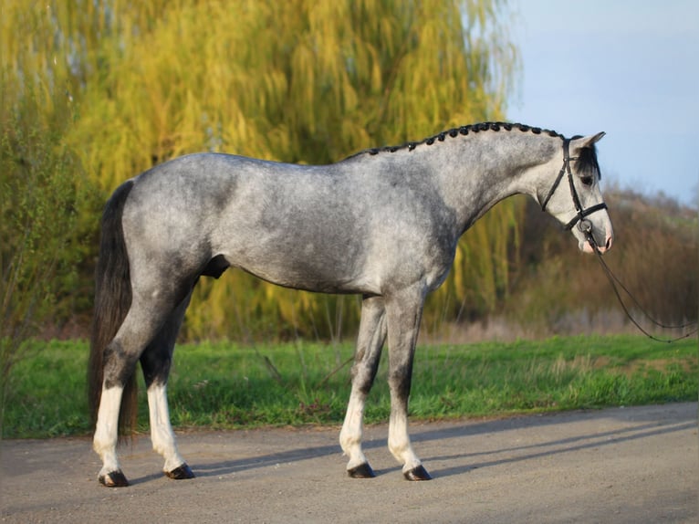 Westfalisk häst Hingst 3 år 167 cm Grå in Dunaújvàros