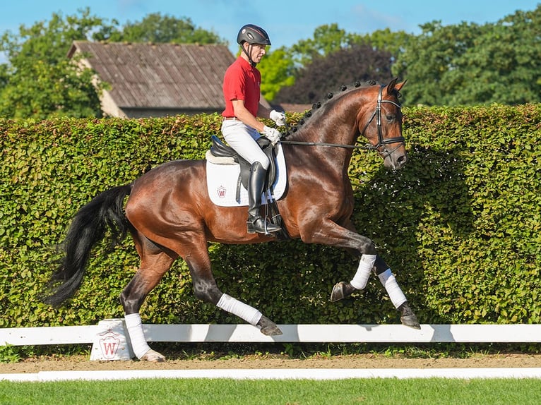 Westfalisk häst Hingst 3 år 179 cm Brun in Münster