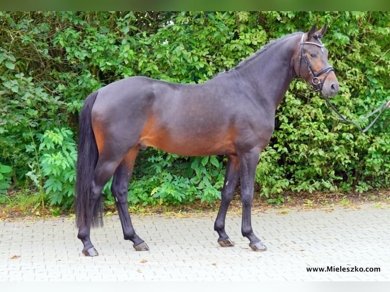 Westfalisk häst Hingst 4 år 153 cm Mörkbrun in Paderborn