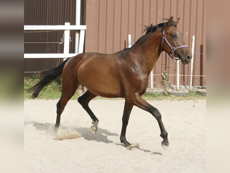 Westfalisk häst Hingst 4 år 167 cm Brun in Borgentreich