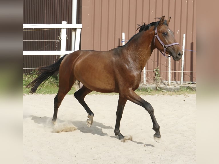 Westfalisk häst Hingst 4 år 168 cm Brun in Borgentreich