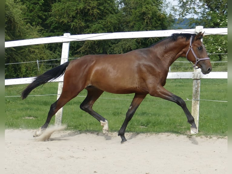 Westfalisk häst Hingst 4 år 168 cm Brun in Borgentreich