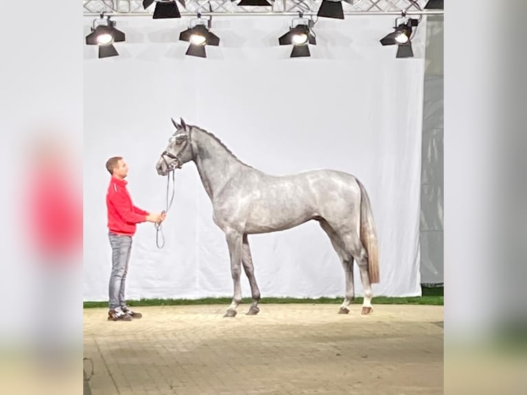 Westfalisk häst Hingst 4 år 169 cm in Wetschen