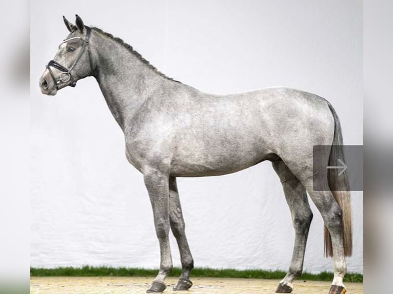 Westfalisk häst Hingst 4 år 169 cm in Wetschen