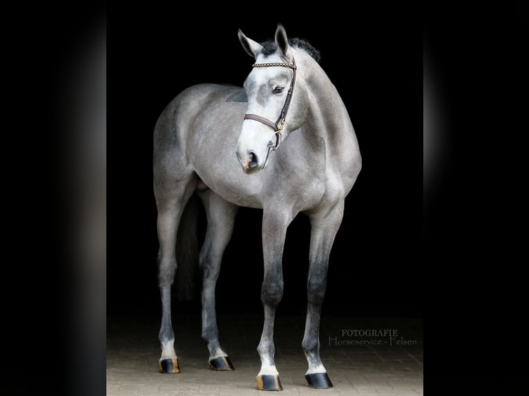 Westfalisk häst Hingst 4 år 170 cm Gråskimmel in Dohren