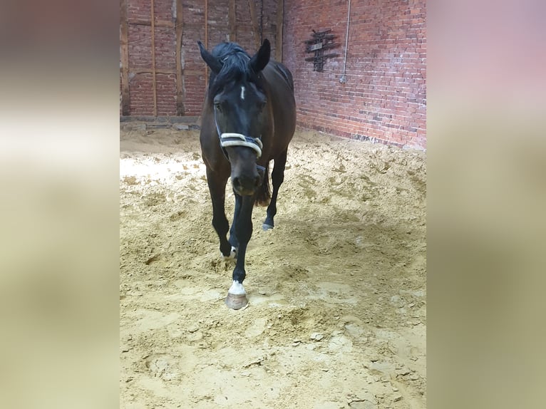Westfalisk häst Hingst 4 år 175 cm Mörkbrun in Wadersloh