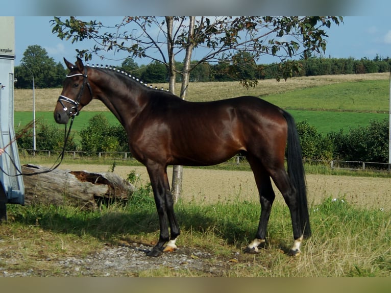 Westfalisk häst Hingst 5 år 161 cm Brun in Iserlohn