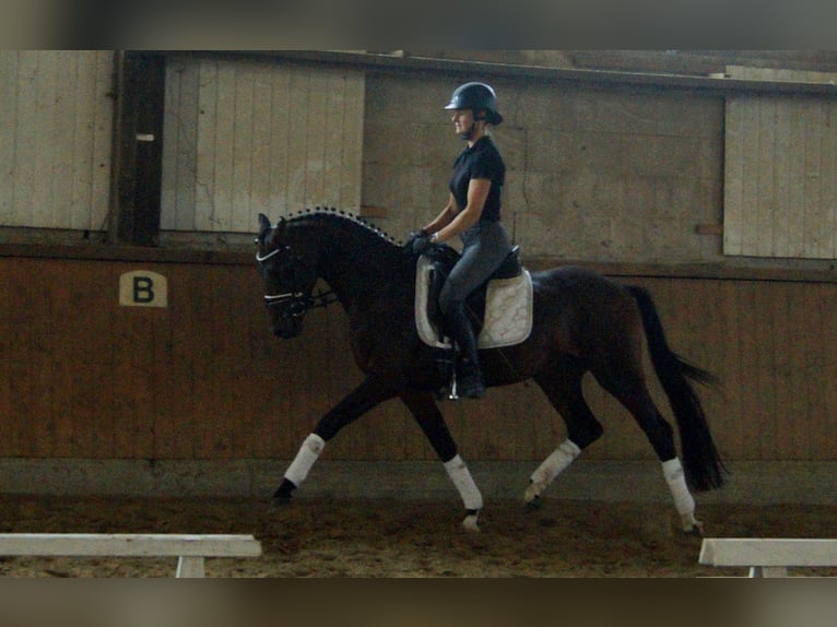 Westfalisk häst Hingst 5 år 161 cm Brun in Iserlohn