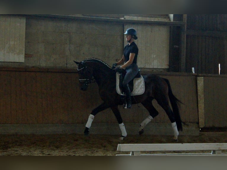 Westfalisk häst Hingst 5 år 161 cm Brun in Iserlohn