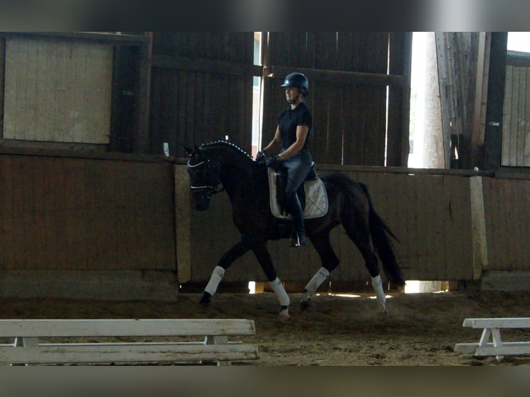 Westfalisk häst Hingst 5 år 161 cm Brun in Iserlohn