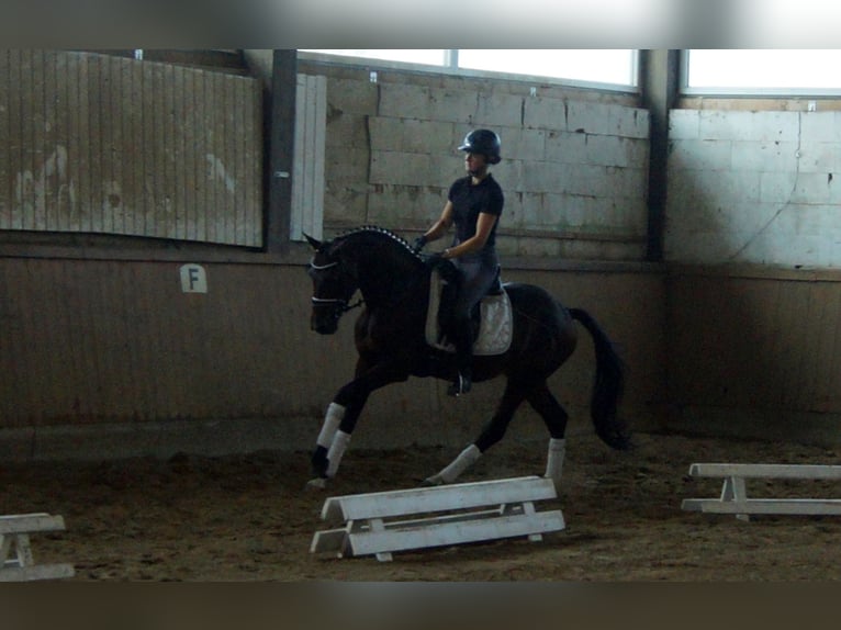 Westfalisk häst Hingst 5 år 161 cm Brun in Iserlohn