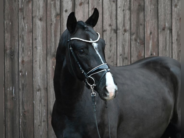 Westfalisk häst Hingst 6 år 164 cm Svart in Lippetal