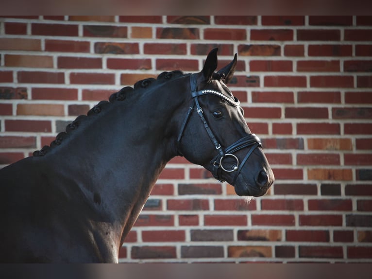 Westfalisk häst Hingst 6 år 167 cm Svart in Rhede