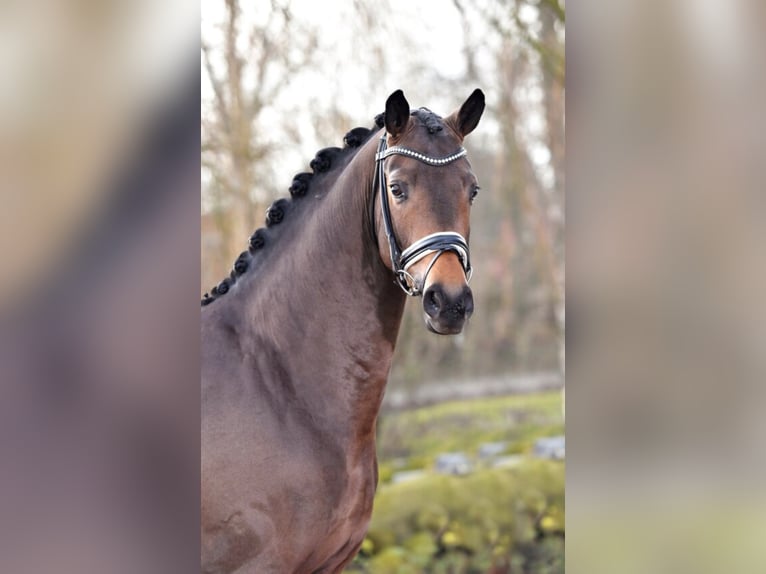Westfalisk häst Hingst Brun in Hemmoor