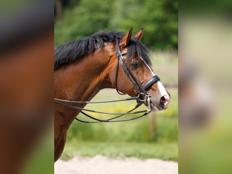 Westfalisk häst Hingst Brun in Nideggen
