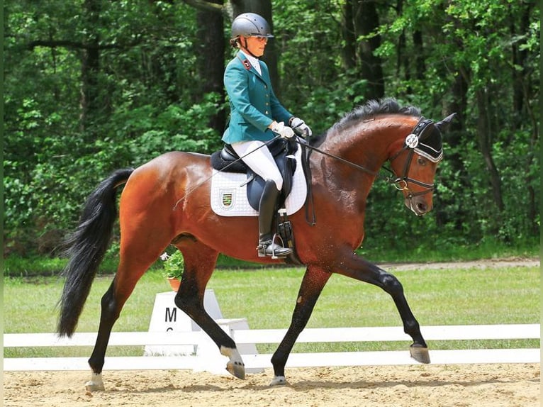 Westfalisk häst Hingst Brun in Moritzburg