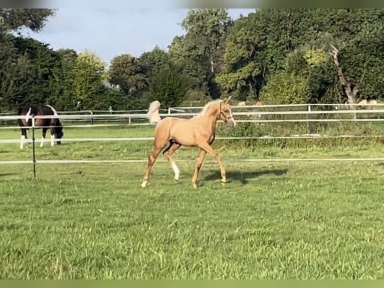 Westfalisk häst Hingst Föl (01/2024) 168 cm Palomino in Viersen