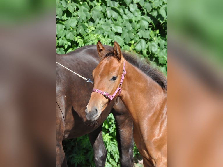 Westfalisk häst Hingst Föl (04/2024) 169 cm Brun in Warendorf