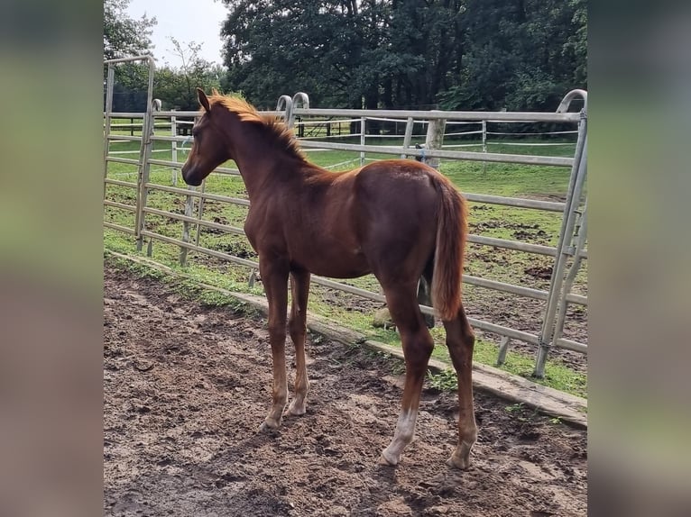 Westfalisk häst Hingst Föl (03/2024) 169 cm fux in Eydelstedt