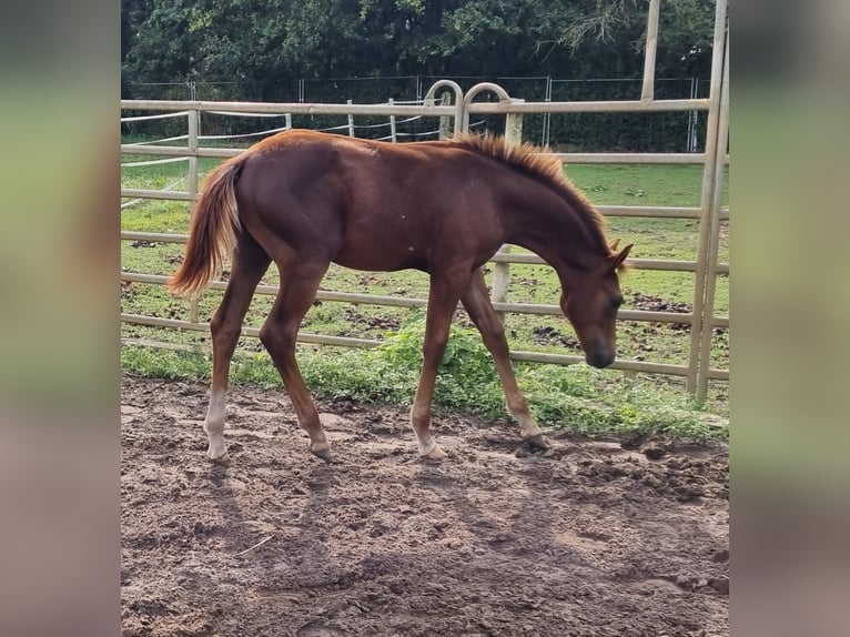 Westfalisk häst Hingst Föl (03/2024) 169 cm fux in Eydelstedt