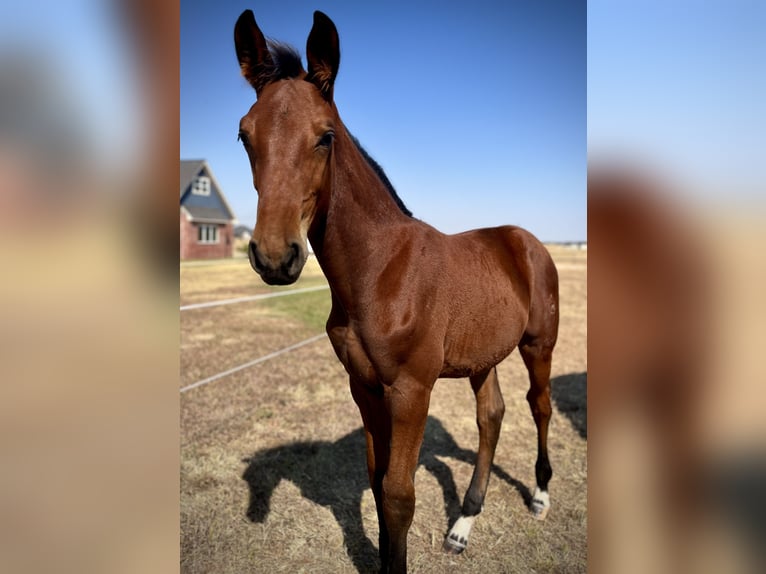 Westfalisk häst Hingst Föl (06/2024) 170 cm Brun in Cashion