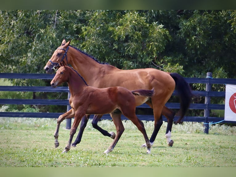 Westfalisk häst Hingst Föl (06/2024) 170 cm Brun in Cashion