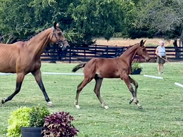 Westfalisk häst Hingst Föl (06/2024) 170 cm Brun in Cashion