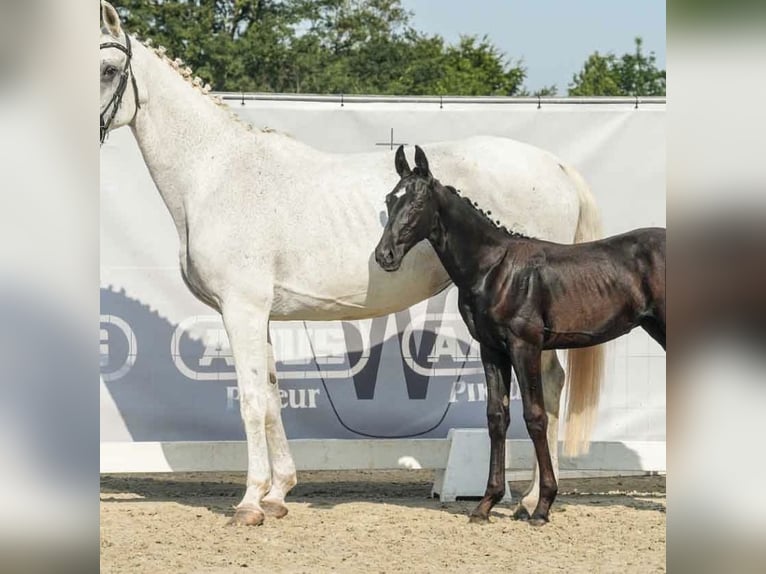 Westfalisk häst Hingst Föl (04/2024) 170 cm Grå-mörk-brun in Osburg