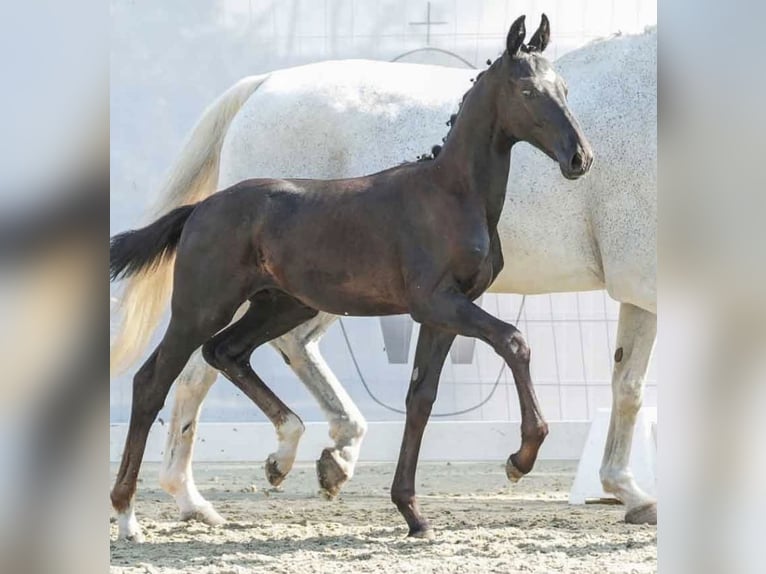 Westfalisk häst Hingst Föl (04/2024) 170 cm Grå-mörk-brun in Osburg