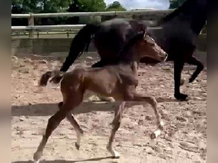 Westfalisk häst Hingst Föl (06/2024) 170 cm Mörkbrun in Telgte