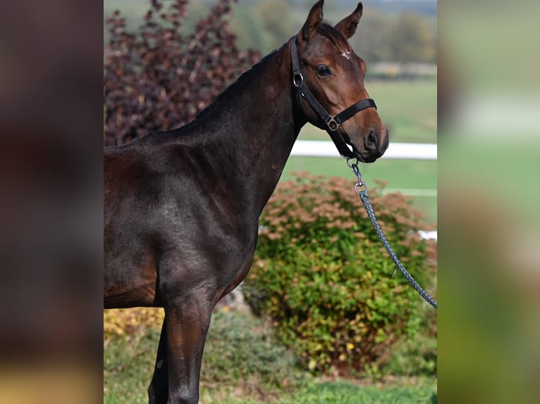 Westfalisk häst Hingst Föl (02/2024) 170 cm Mörkbrun in Wysin