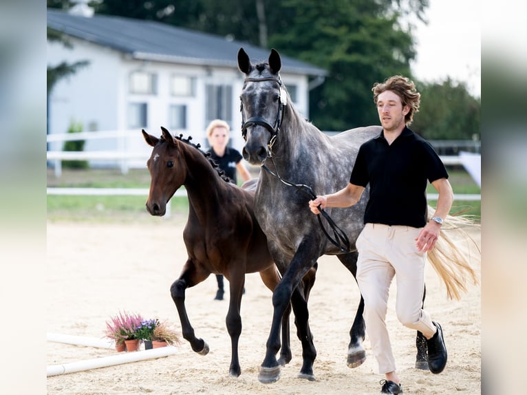 Westfalisk häst Hingst Föl (02/2024) 170 cm Mörkbrun in Wysin