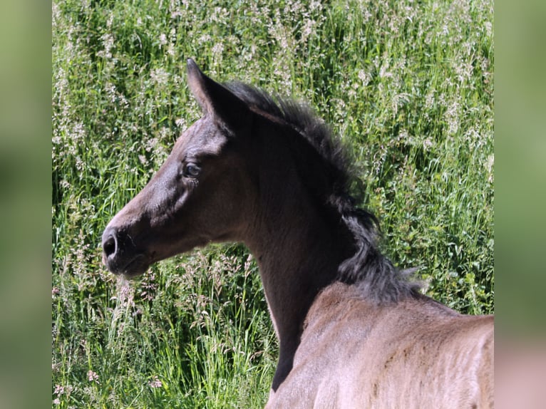 Westfalisk häst Hingst Föl (05/2024) 170 cm Rökfärgad svart in Iserlohn