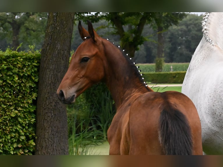 Westfalisk häst Hingst Föl (05/2024) 172 cm Brun in Reichenwalde