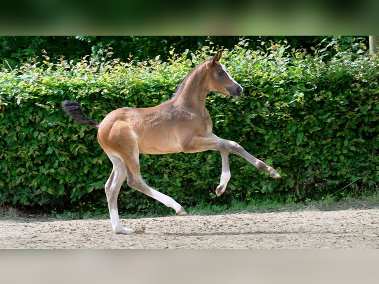 Westfalisk häst Hingst Föl (01/2024) Brun in Mönchengladbach