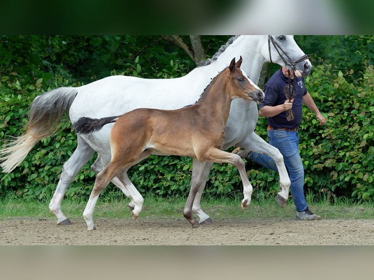 Westfalisk häst Hingst Föl (01/2024) Brun in Mönchengladbach