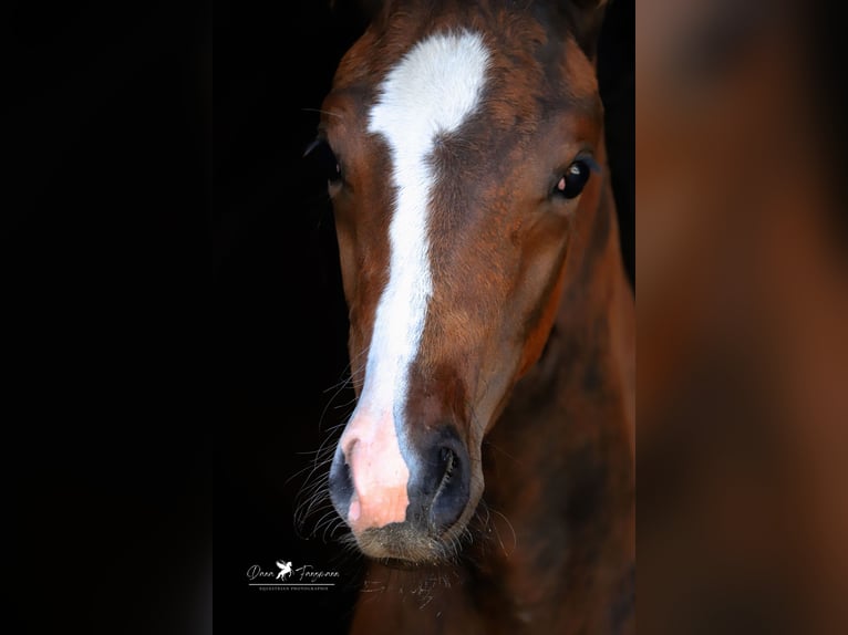 Westfalisk häst Hingst Föl (05/2024) Brun in Neuenkirchen-Vörden