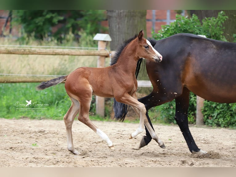 Westfalisk häst Hingst Föl (05/2024) Brun in Neuenkirchen-Vörden