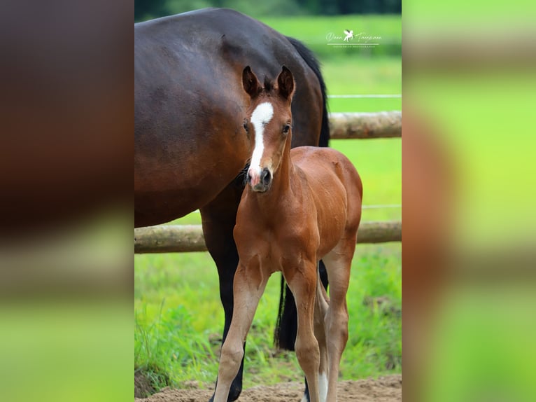 Westfalisk häst Hingst Föl (05/2024) Brun in Neuenkirchen-Vörden