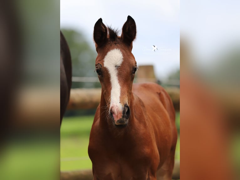 Westfalisk häst Hingst Föl (05/2024) Brun in Neuenkirchen-Vörden