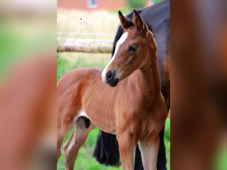 Westfalisk häst Hingst Föl (05/2024) Brun in Neuenkirchen-Vörden