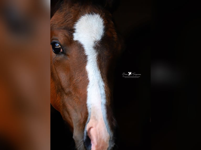 Westfalisk häst Hingst Föl (05/2024) Brun in Neuenkirchen-Vörden