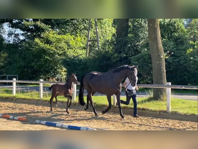 Westfalisk häst Hingst Föl (05/2024) Brun in Coesfeld