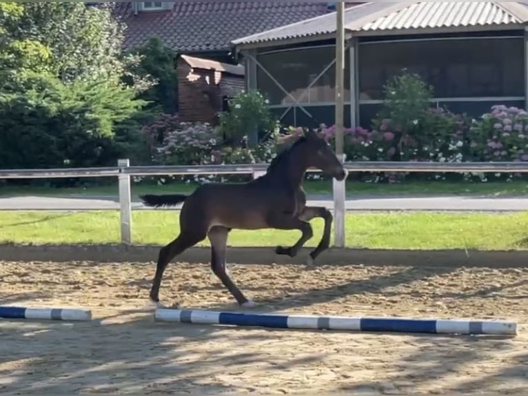 Westfalisk häst Hingst Föl (05/2024) Brun in Coesfeld