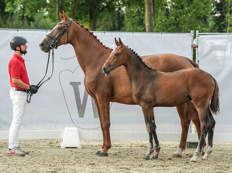 Westfalisk häst Hingst Föl (04/2024) Brun in Hövelhof-Espeln