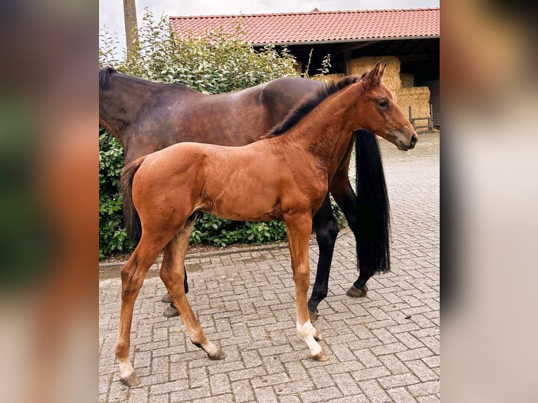 Westfalisk häst Hingst Föl (06/2024) Brun in Ibbenbüren