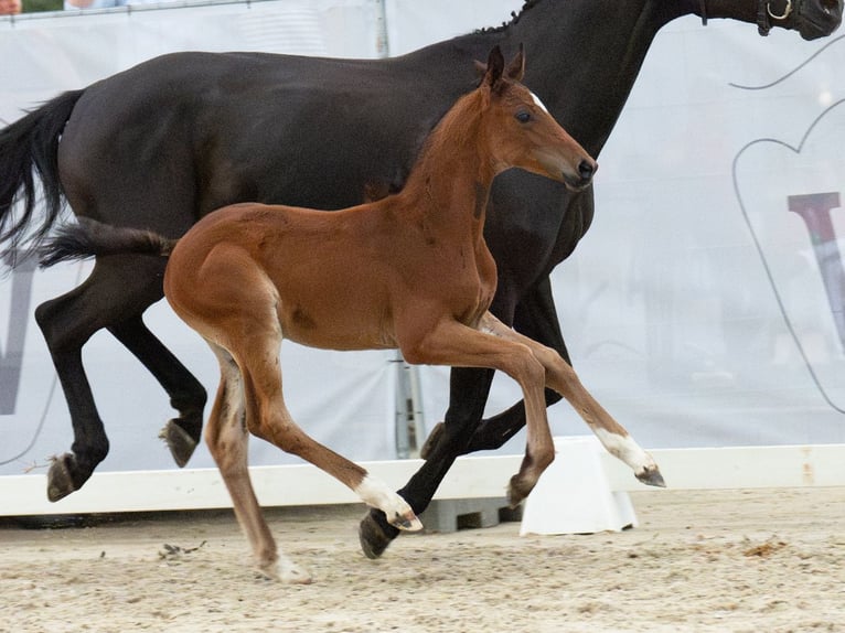 Westfalisk häst Hingst Föl (06/2024) Brun in Münster-Handorf