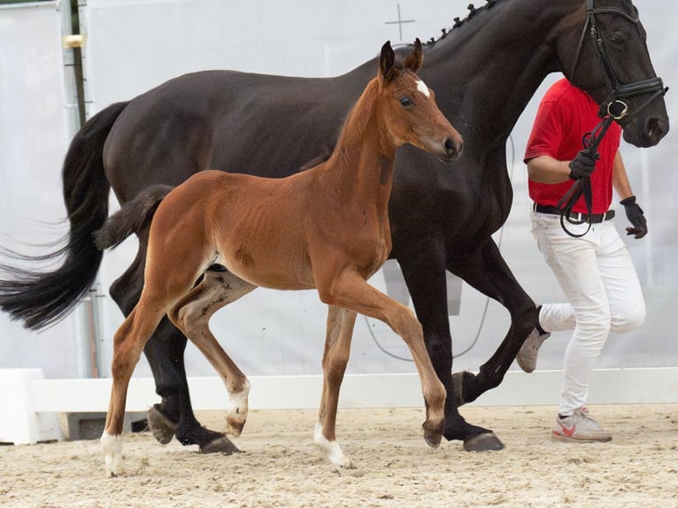 Westfalisk häst Hingst Föl (06/2024) Brun in Münster-Handorf