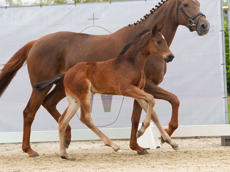 Westfalisk häst Hingst Föl (03/2024) Brun in Münster-Handorf